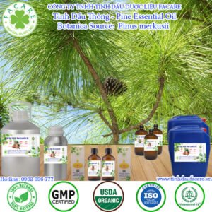 Tinh Dầu Thông – Pine Essential Oil