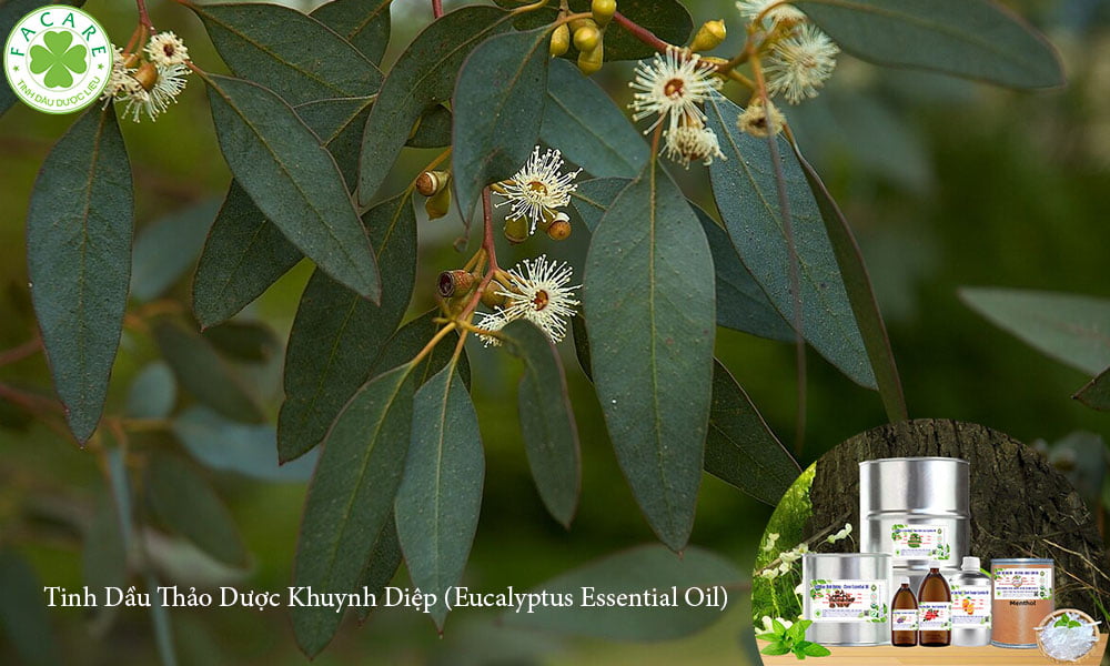 Tinh Dầu Thảo Dược Khuynh Diệp (Eucalyptus Essential Oil)