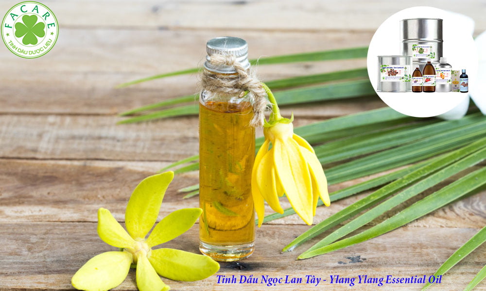 Tinh Dầu thông dụng Ngọc Lan Tây - Ylang Ylang Essential Oil