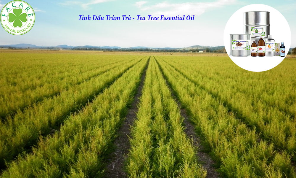 Tinh Dầu thông dụng Tràm Trà - Tea Tree Essential Oil