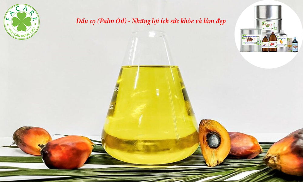 Dầu cọ (Palm Oil) - Những lợi ích sức khỏe và làm đẹp