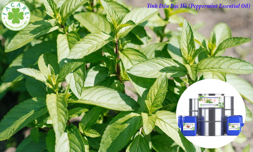 Tinh Dầu Bạc Hà (Peppermint Essential Oil)