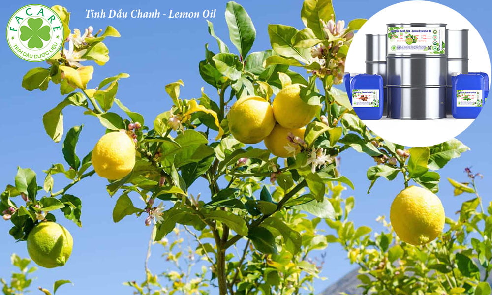 Tinh Dầu Chanh - Lemon Oil 5