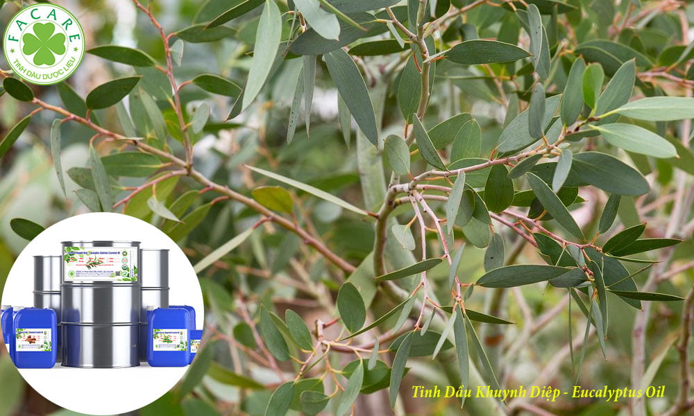 Tinh Dầu Khuynh Diệp - Eucalyptus Oil