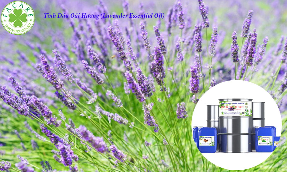 Tinh Dầu Oải Hương (Lavender Essential Oil)