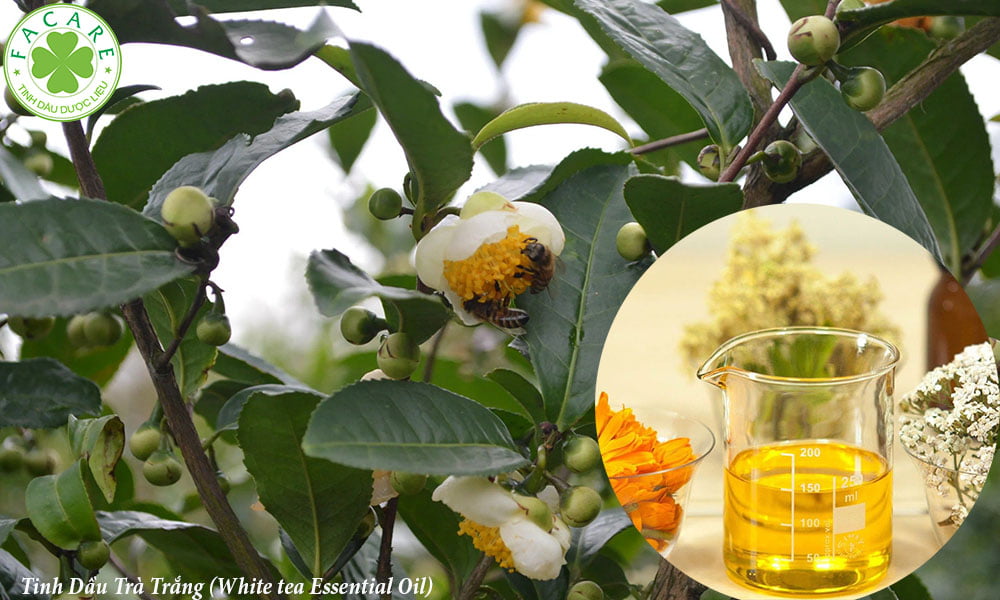 Tinh Dầu Trà Trắng (White tea Essential Oil)