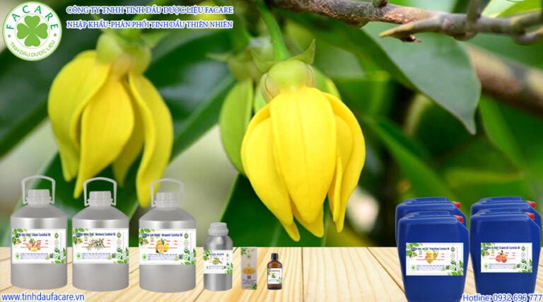 tinh dầu ngọc lan ylang oil