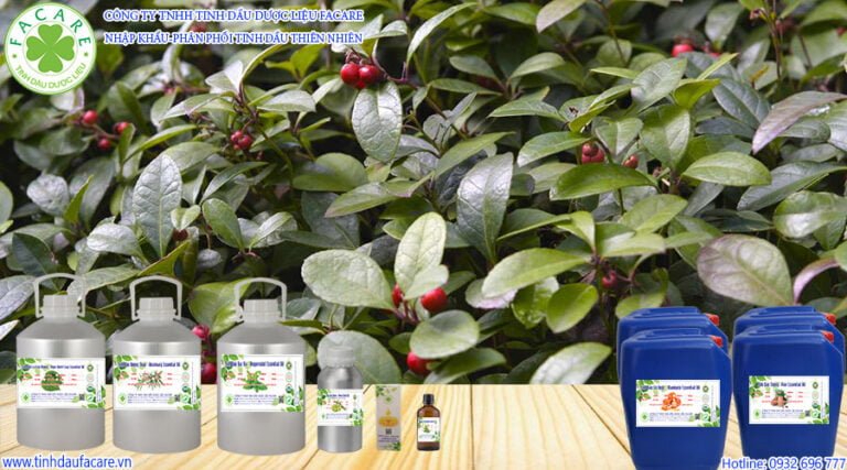 Tinh Dầu Lộc Đề Xanh – Wintergreen được chiết xuất từ lá và thân cây lộc đề, có tác dụng giảm đau, điều trị nhiễm trùng, giảm căng thẳng,