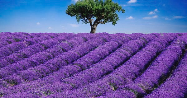 Ứng dụng của Hoa Lavender