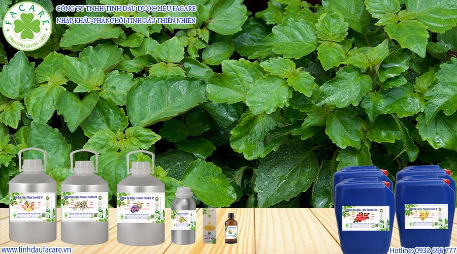 Tinh Dầu Hoắc Hương Patchouli