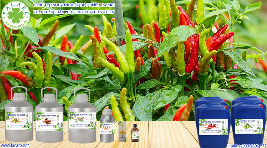 Capsicum Oleoresin - độ cay của ớt