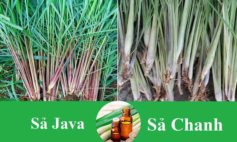 Phân Biệt Tinh Dầu Sả Java Và Tinh Dầu Sả Chanh