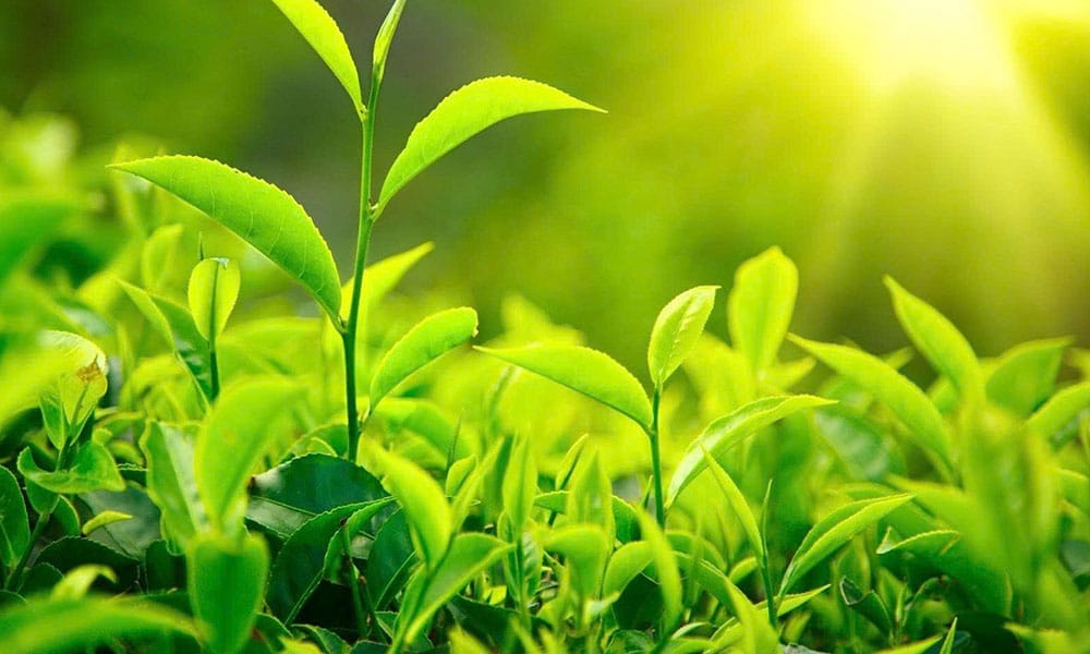 Chứng nhận VietGAP trồng trọt, hướng dẫn áp dụng